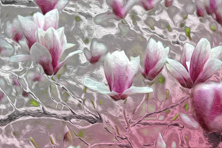 Magnolie  - magnolie_kwiaty.jpg