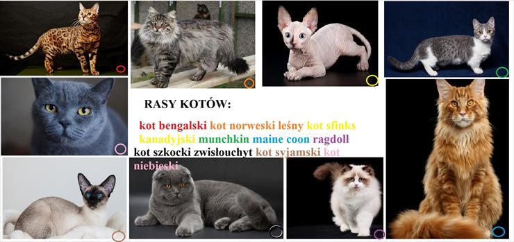 Koty - Rasy kotów.jpg